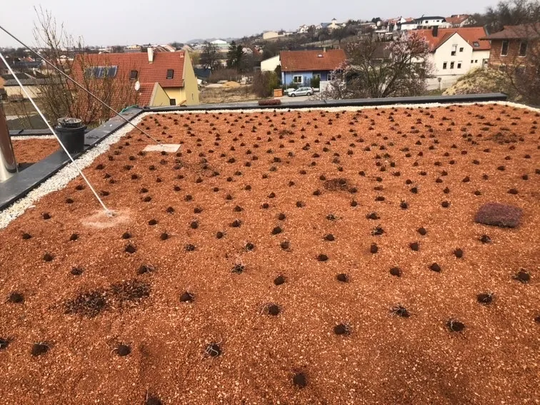 Frisch bepflanzte extensive Dachbegrünung